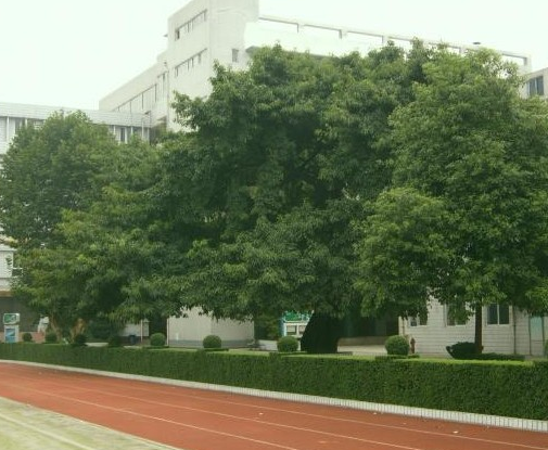 成都石室錦城外國語學(xué)校地理位置在哪里？