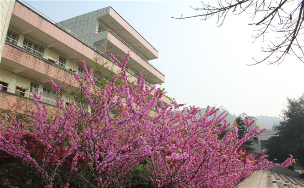五通橋中學(xué)校園環(huán)境怎么樣？