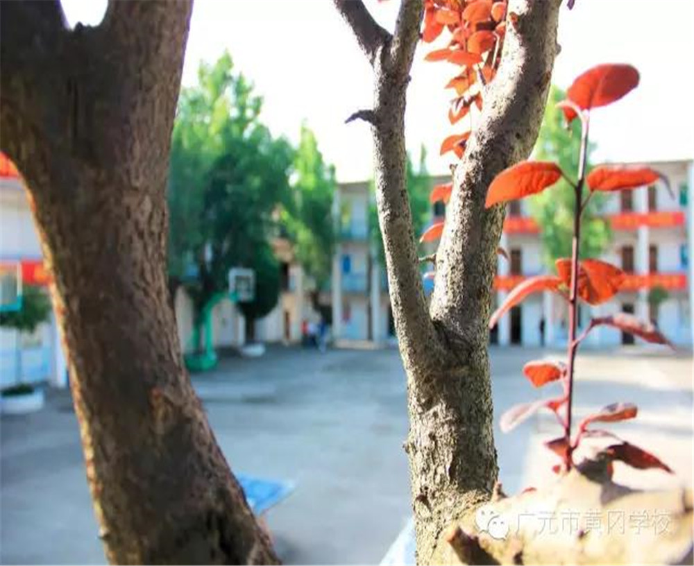 廣元市黃岡學(xué)校詳細(xì)地址在什么地方？