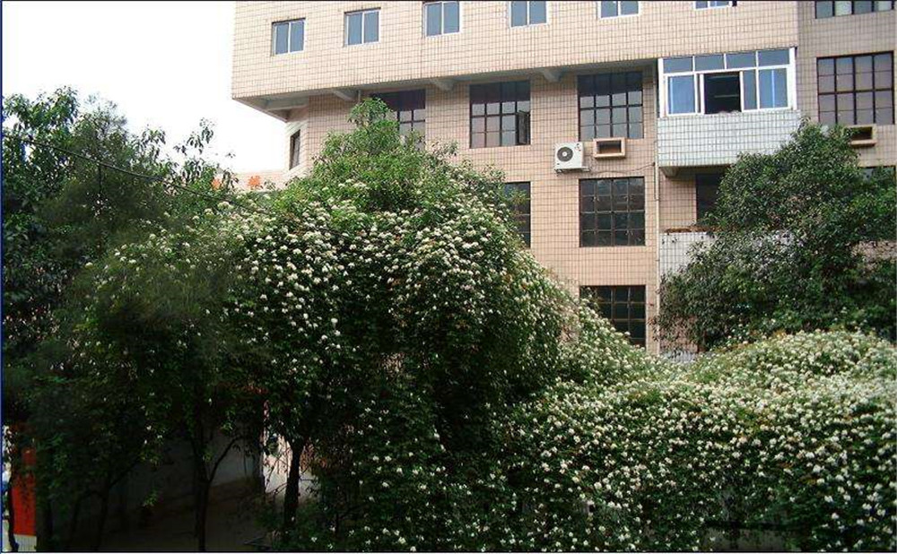 石室聯(lián)合中學(xué)蜀華分校2020年招生計(jì)劃是多少？