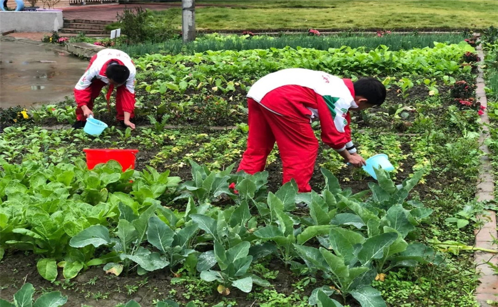 成都樹德中學光華校區(qū)升學率是多少？