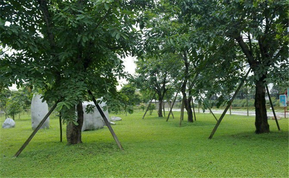 成都市三十八中學(xué)的高考升學(xué)率是多少？