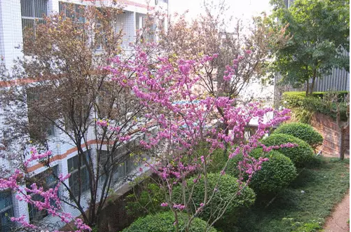 三星中學(xué)的本科升學(xué)率是多少？